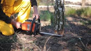 Best Emergency Tree Removal  in Avilla, IN