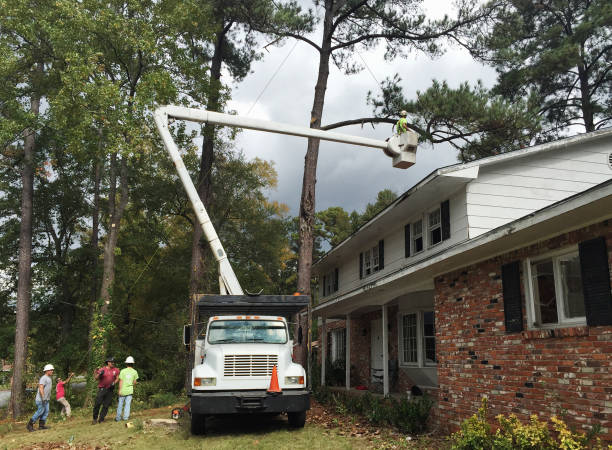 Best Utility Line Clearance  in Avilla, IN