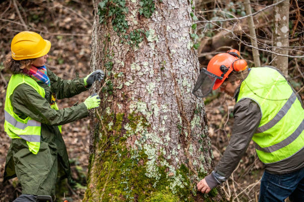 Best Tree Removal  in Avilla, IN