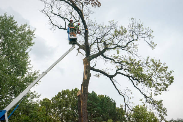 Best Tree Trimming and Pruning  in Avilla, IN