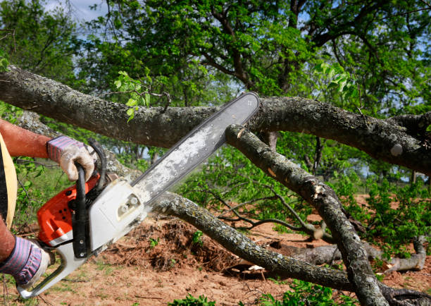 Best Storm Damage Tree Cleanup  in Avilla, IN